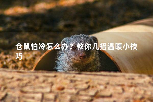 倉鼠怕冷怎么辦？教你幾招溫暖小技巧